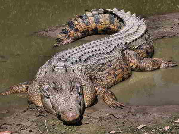 Mơ thấy cá sấu là điềm báo gì, đánh số nào dễ trúng?
