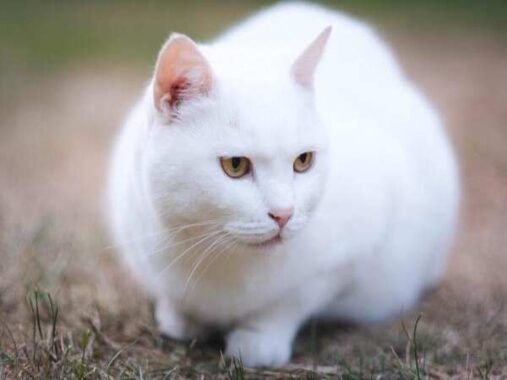 Ý nghĩa giấc mơ thấy mèo trắng là gì? Đánh lô số mấy?