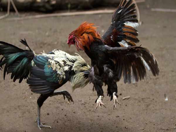 Giống gà Việt Nam thường đấu bằng cựa thật chứ không đeo cựa sắt