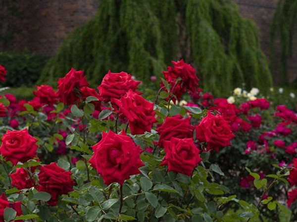 Mơ thấy hoa hồng đánh con gì may mắn, điềm đen hay đỏ?