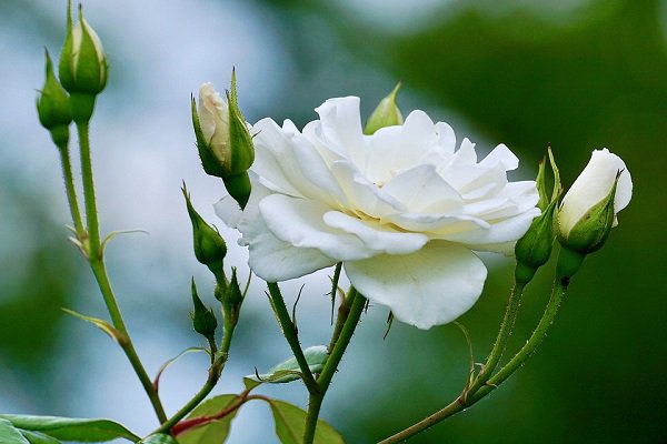 Giải mã giấc mơ thấy hoa màu trắng mang ý nghĩa gì?