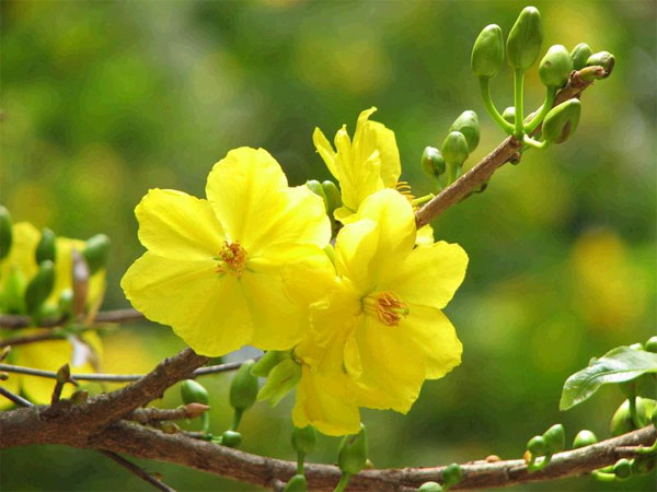 Nằm mơ thấy hoa mai có tín hiệu gì trong cuộc sống