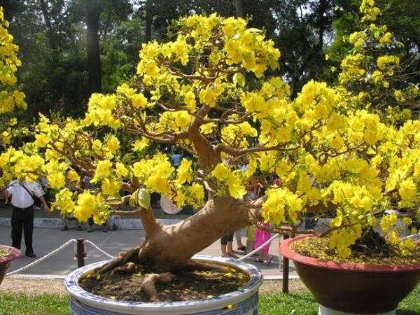 Nằm mơ thấy hoa mai có tín hiệu gì trong cuộc sống