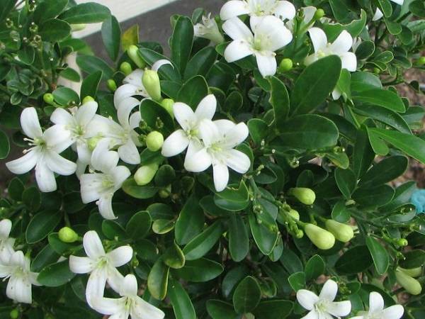 Nằm mơ thấy hoa màu trắng đem lại thông điệp gì?