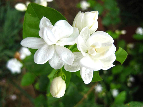 Nằm mơ thấy hoa màu trắng đem lại thông điệp gì?
