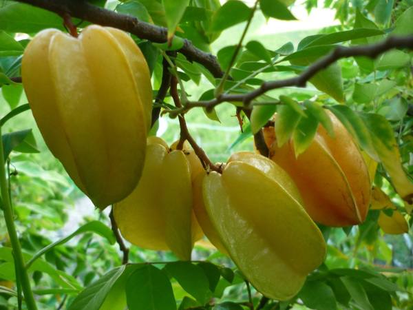 Nằm mơ thấy quả khế có tín hiệu gì trong cuộc sống?