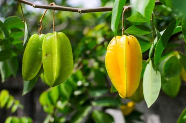 Nằm mơ thấy quả khế có tín hiệu gì trong cuộc sống?
