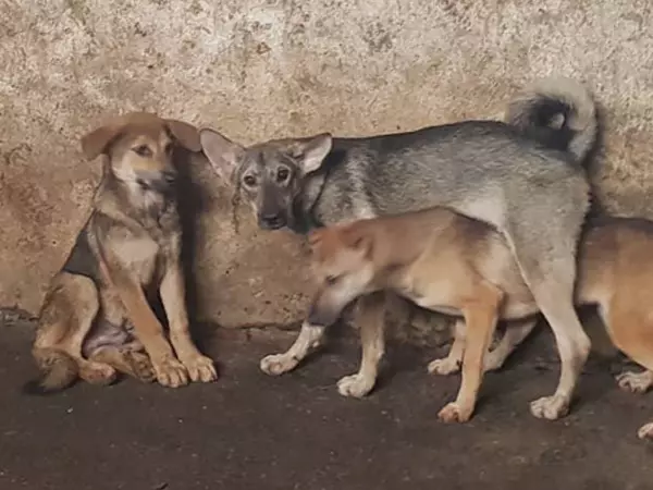 Nằm mơ thấy 3 con chó có ý nghĩa gì đặc biệt