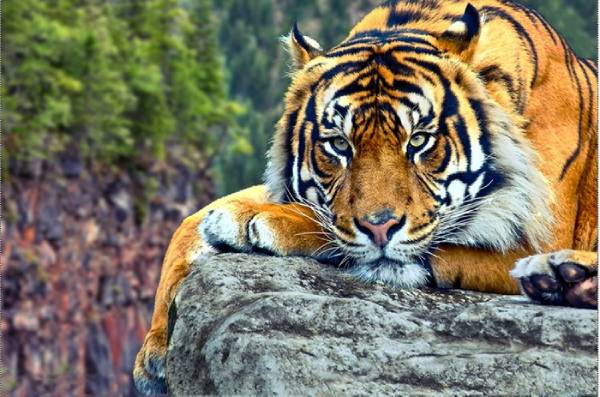Giải mã giấc chiêm bao thấy hổ vàng trong rừng hoặc núi