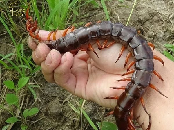 Mơ thấy rết bò lên người có mang đến điềm báo tin cực?