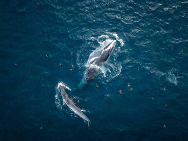 Nằm mơ thấy cá voi dự báo may mắn tài lộc hay vận rủi?