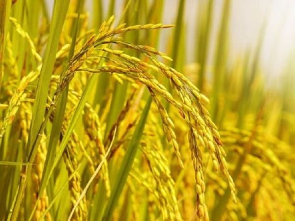 Nằm ngủ mơ thấy lúa chín vàng có phải là dấu hiệu tài lộc?