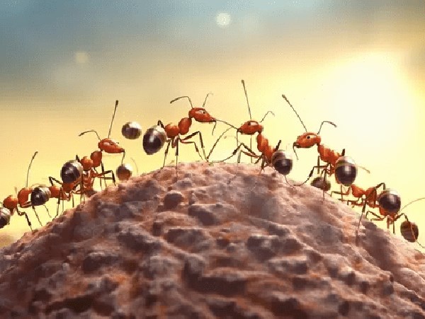 Mơ thấy đàn kiến là điềm báo gì, con gì số gì tài lộc?