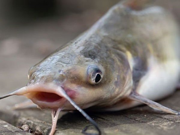 Nằm mơ thấy cá trê có điềm gì, số mấy giúp đổi đời?