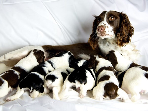 Nằm mơ thấy chó đẻ là điềm gì, xui xẻo hay may mắn?