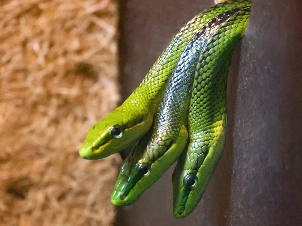 Bật mí nằm mơ thấy rắn 3 đầu là điềm gì, số gì lộc phát?